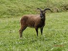 Soay 01